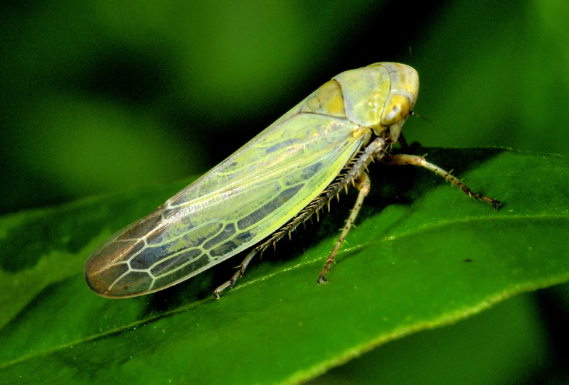 Cicadellidae da confermare